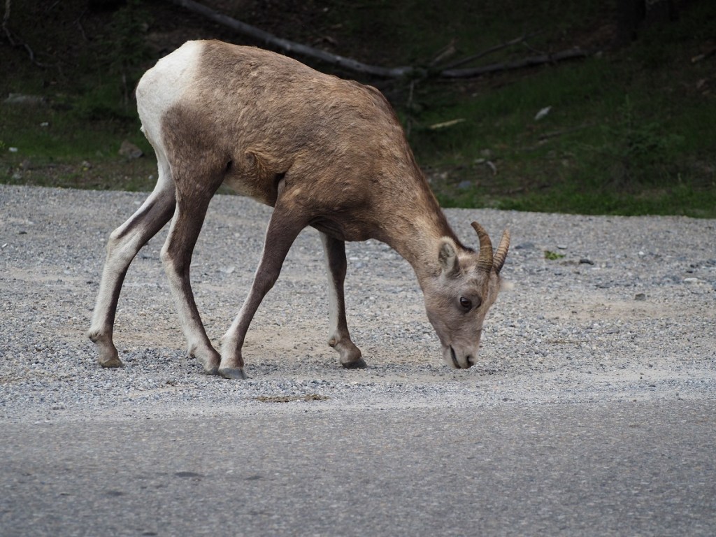 Minnewanka Loop Big Horn Sheep Two Jack Lake