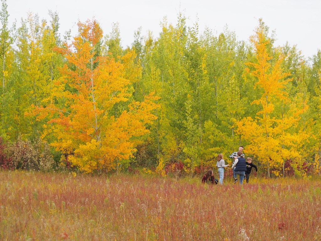 autumn colours Weaselhead/Glenmore Park in Calgary;