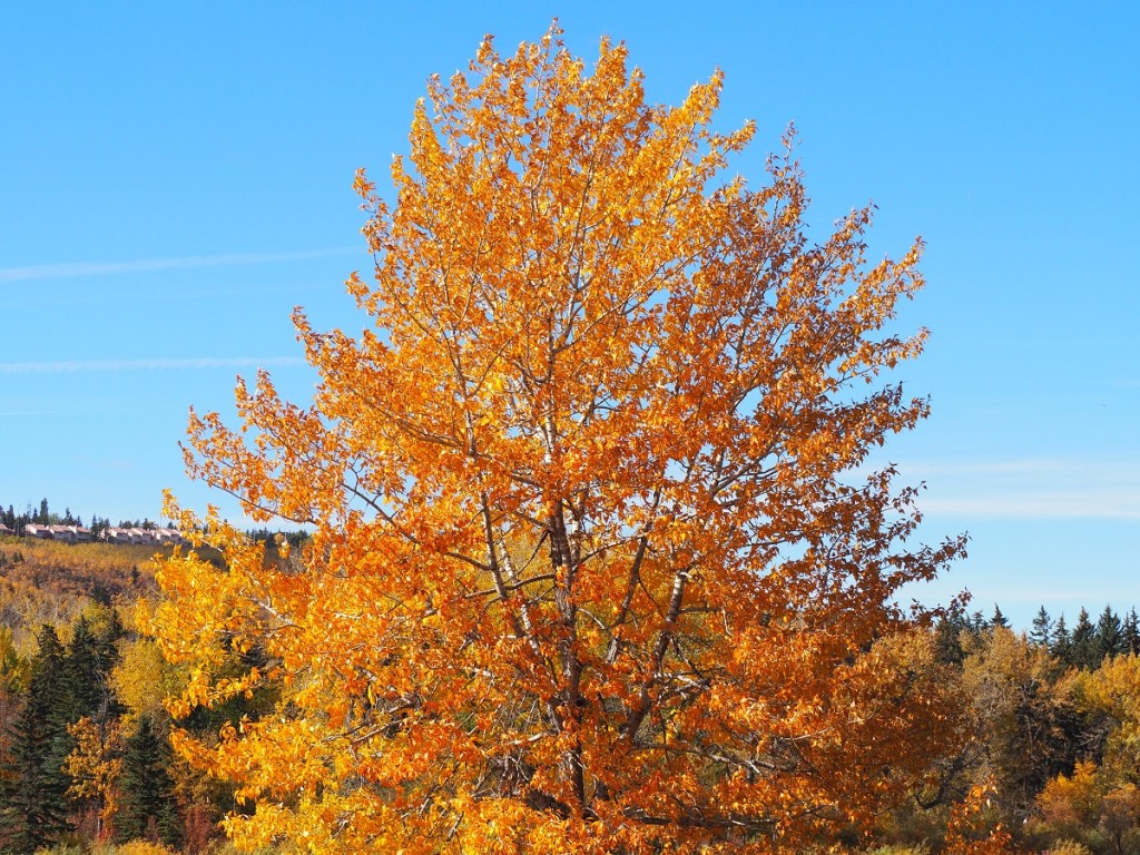 Calgary Edworthy Park Fall Colours, Simergphotos