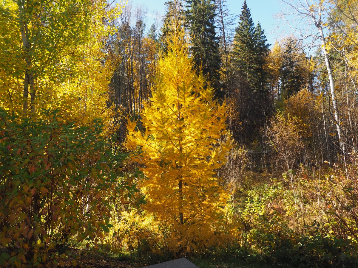 Larch tree, Aga Khan Garden Edmonton, University of Alberta Botanic Garden
