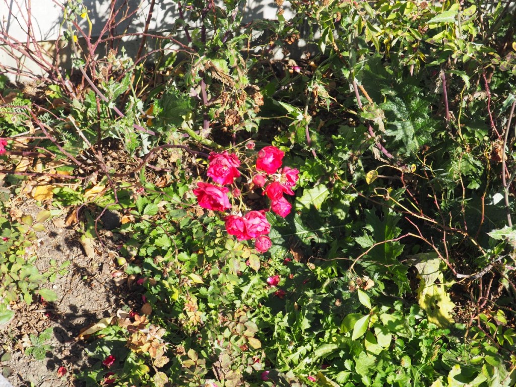 Aga Khan Garden, University of Alberta Botanic Garden, Autumn Fall Colours, Roses