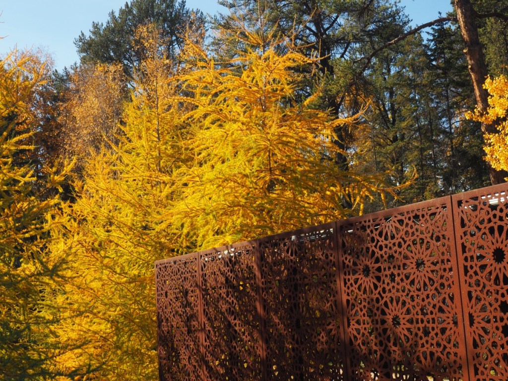 Aga Khan Garden, University of Alberta Botanic Garden, Autumn Fall Colours, Larches