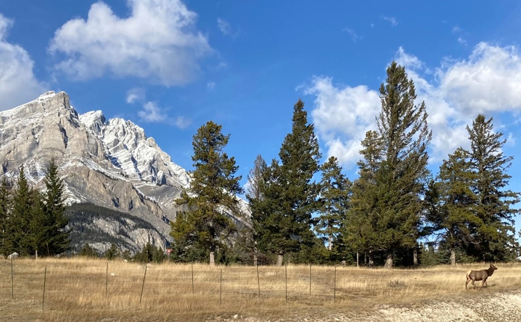 Elk Tunnel Mountain Road