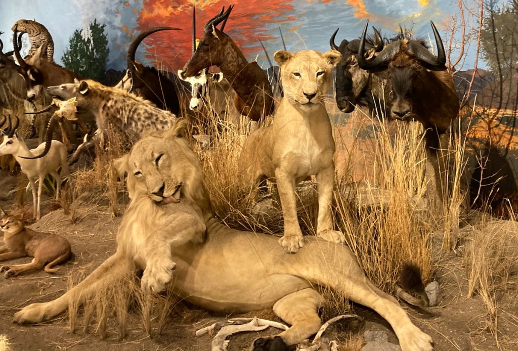 "World of Wildlife" exhibition in the Pioneer Village Museum, Sundre, a small town northwest of Calgary. Photograph: Malik Merchant/Simerg Photos.