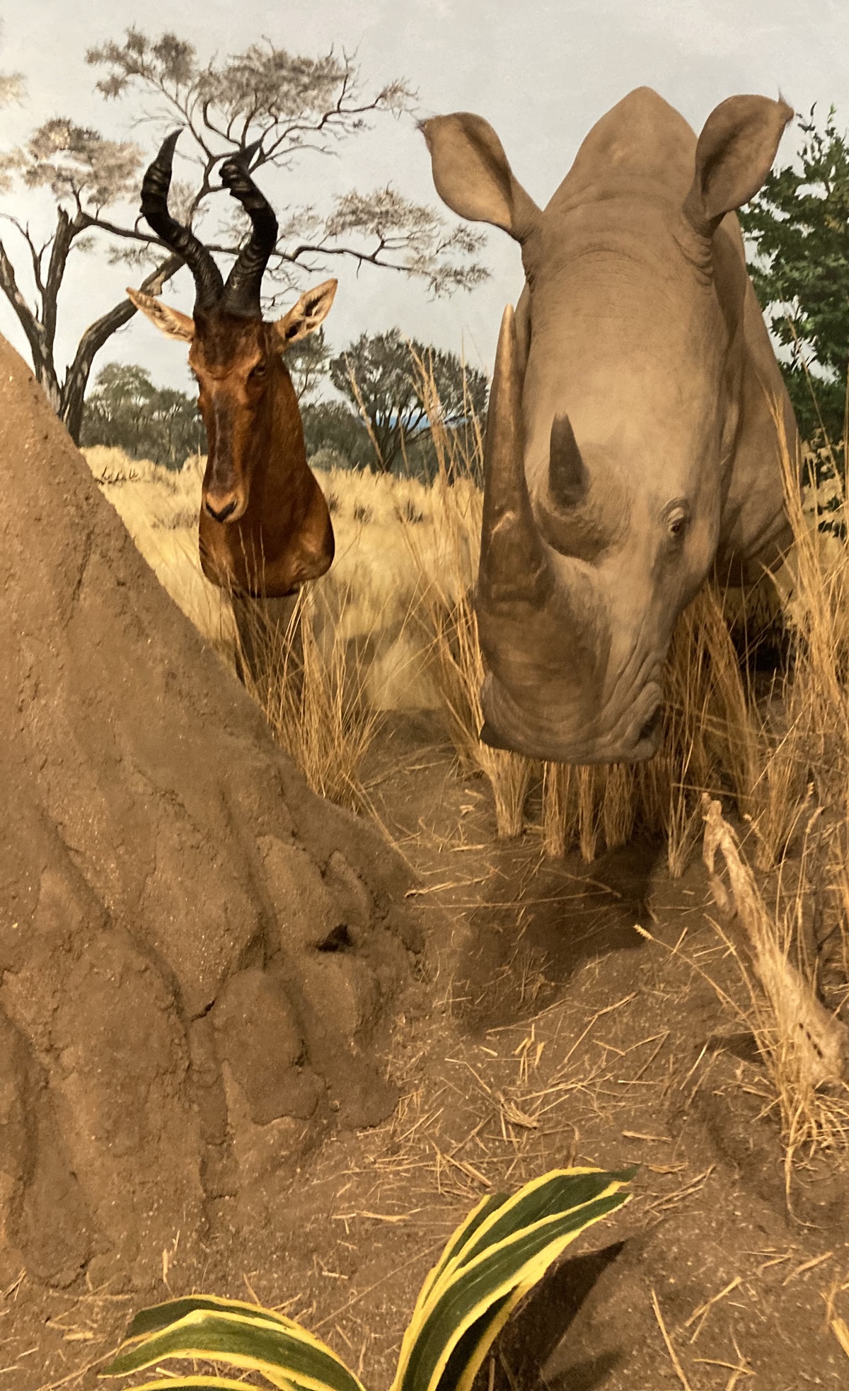 "World of Wildlife" exhibition in the Pioneer Village Museum, Sundre, a small town northwest of Calgary.