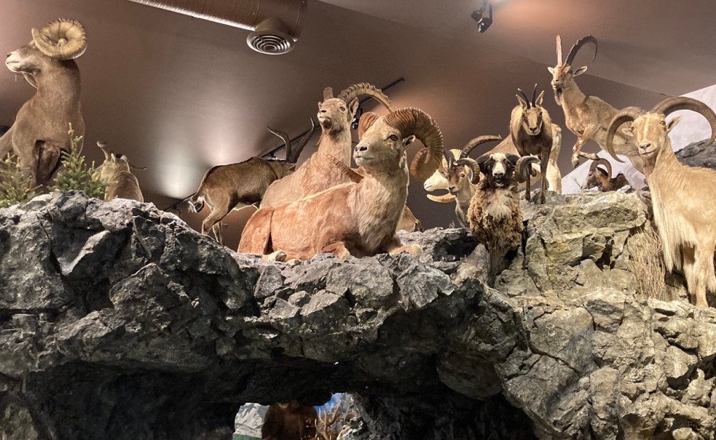 "World of Wildlife" exhibition in the Pioneer Village Museum, Sundre, a small town northwest of Calgary.