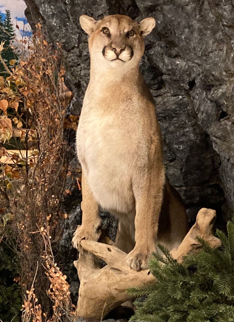 "World of Wildlife" exhibition in the Pioneer Village Museum, Sundre, a small town northwest of Calgary.