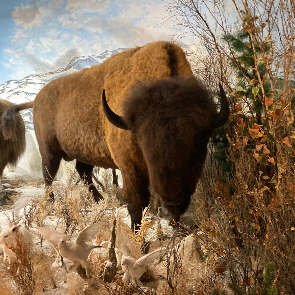 World of  Wildlife" exhibition in the Pioneer Village Museum, Sundre, a small town northwest of Calgary