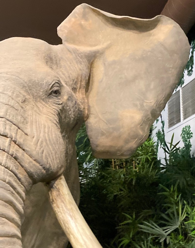 Elephant ear in the shape of the African continent, Sundre, Simerg Photos.