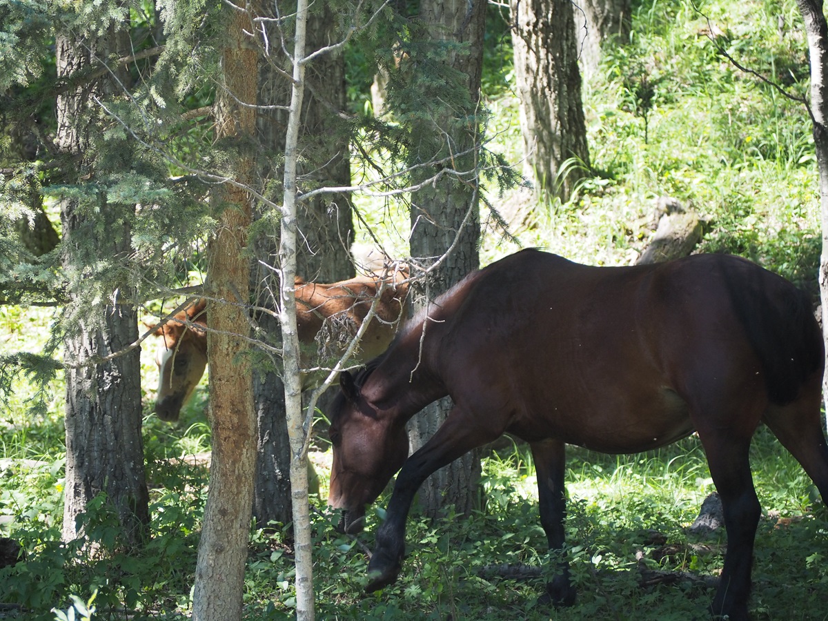 Sundre Wild horses