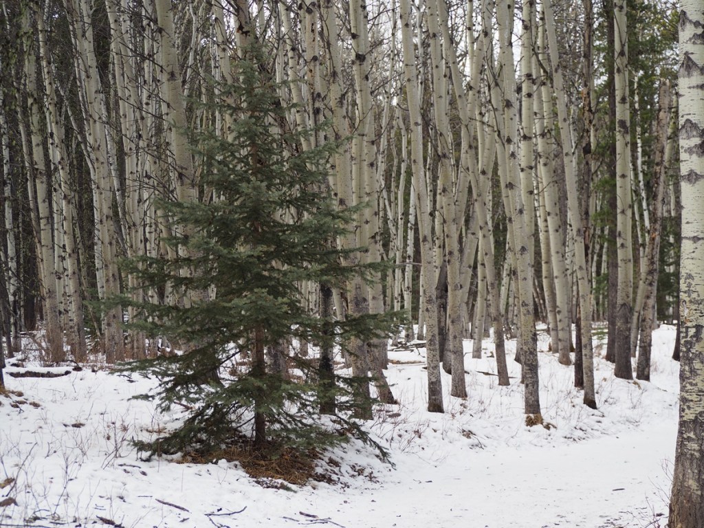 Aspen Forest and Evergreen Troll Falls, Kananaskis Country, Alberta, Photograph: Malik Merchant/Simerg Photos.