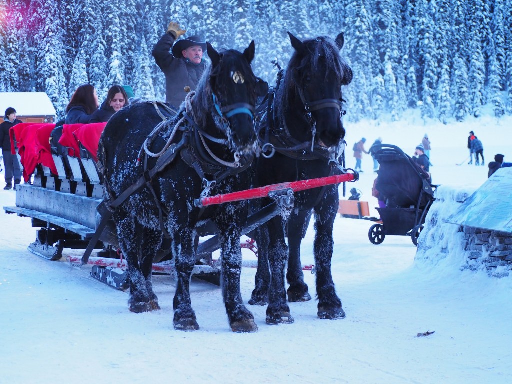 Visitors take off on a horse sleigh ride to experience the winter wonderland at Lake Louise in front of Chateau Fairmont, Banff National Park