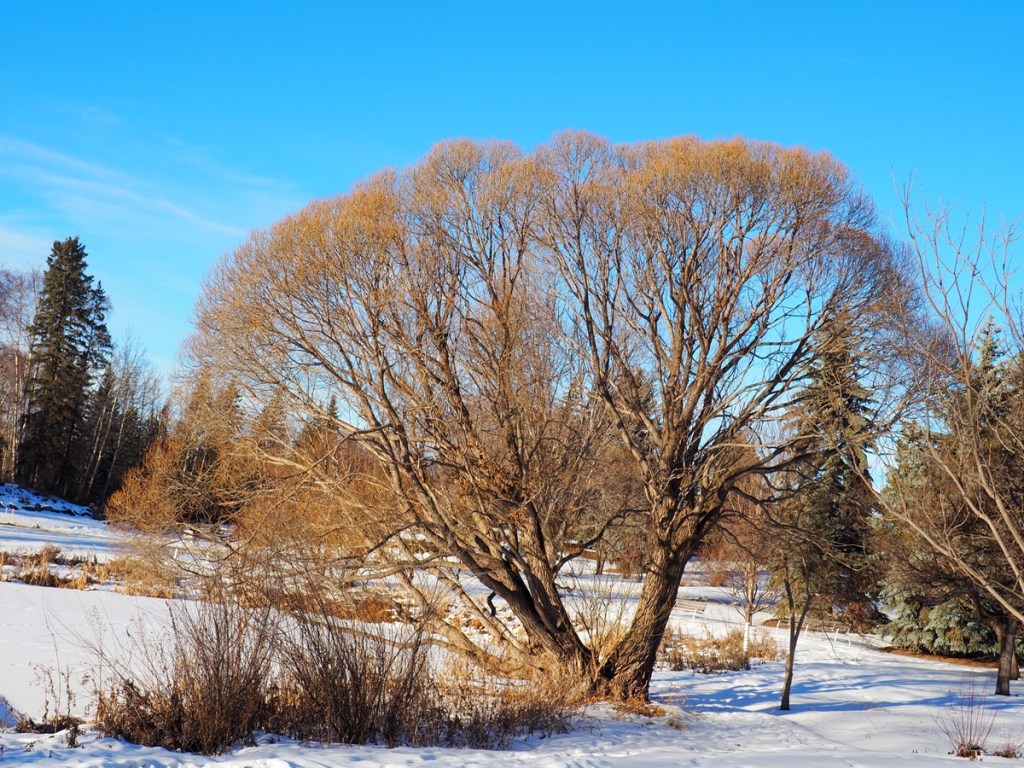 Winter 2023-24 Visit to Aga Khan Garden, University of Alberta Botanic Garden