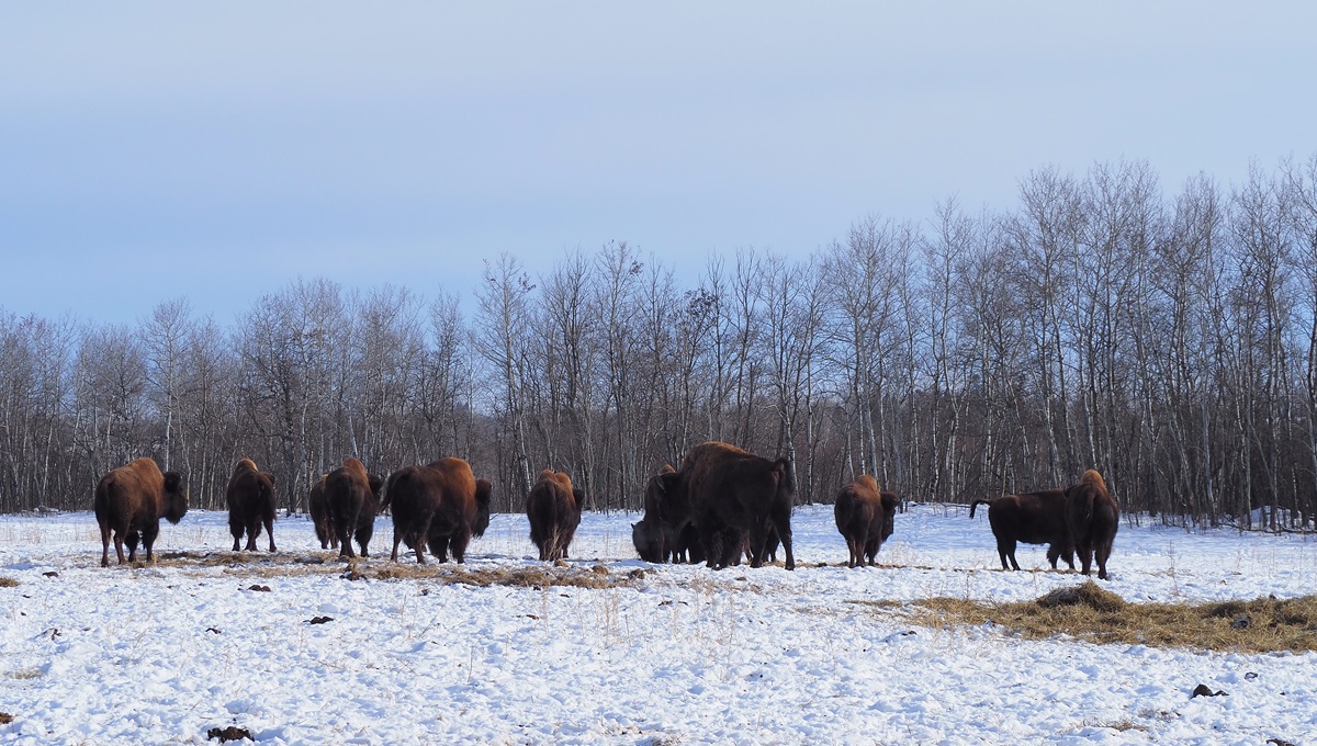 Wood Bison at the Métis Crossing Wildlife Park SimergPhotos Malik Merchant