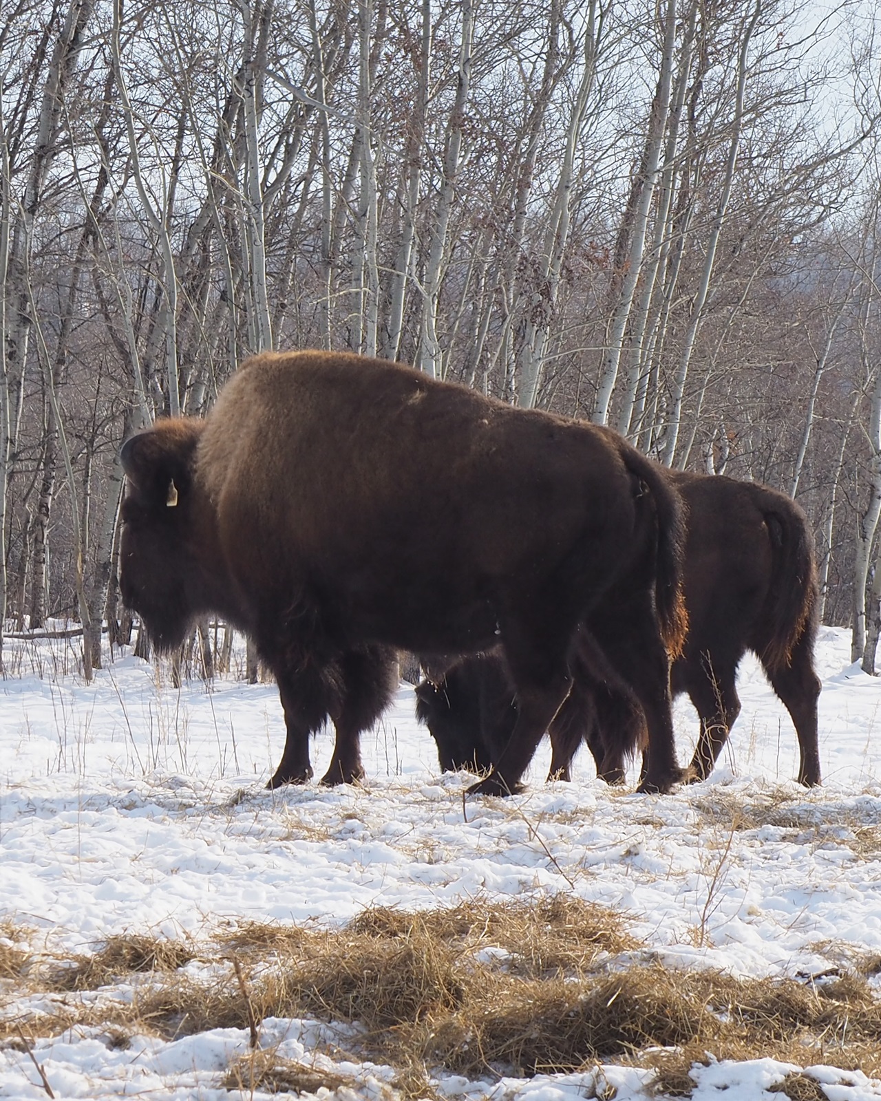 Wood Bison at the Métis Crossing Wildlife Park SimergPhotos Malik Merchant