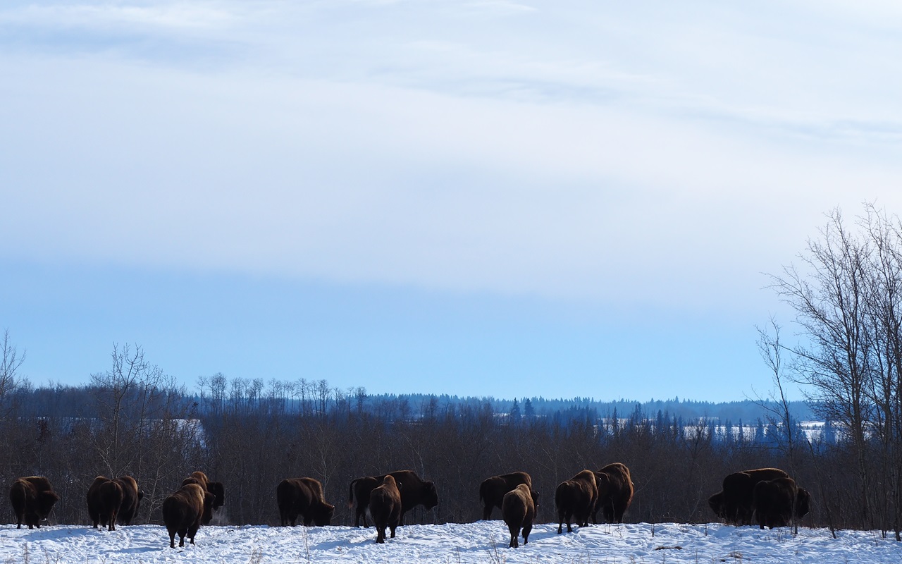 Wood Bison at the Métis Crossing Wildlife Park SimergPhotos Malik Merchant