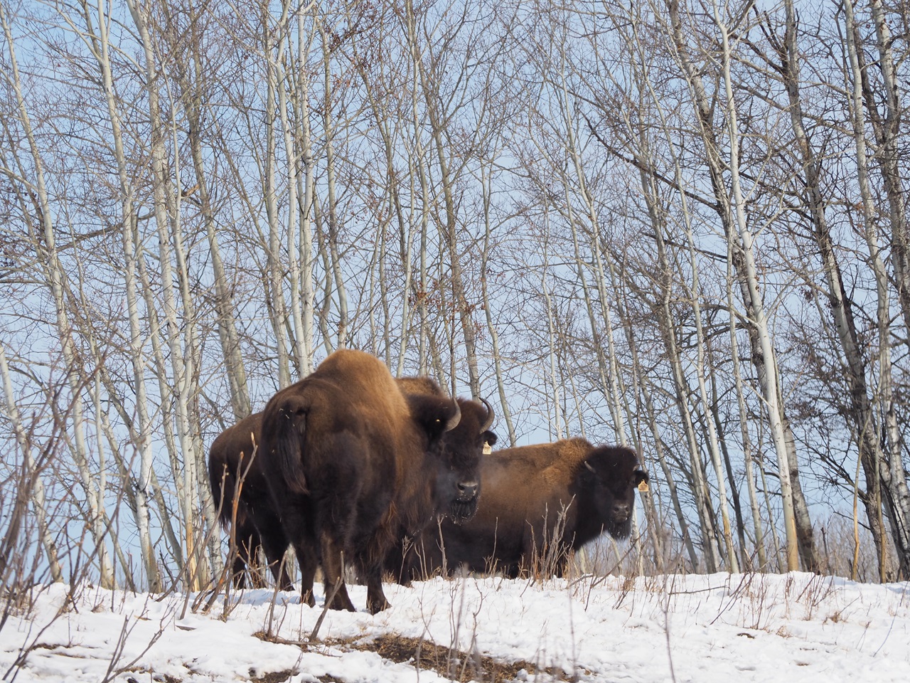 Wood Bison at the Métis Crossing Wildlife Park SimergPhotos Malik Merchant