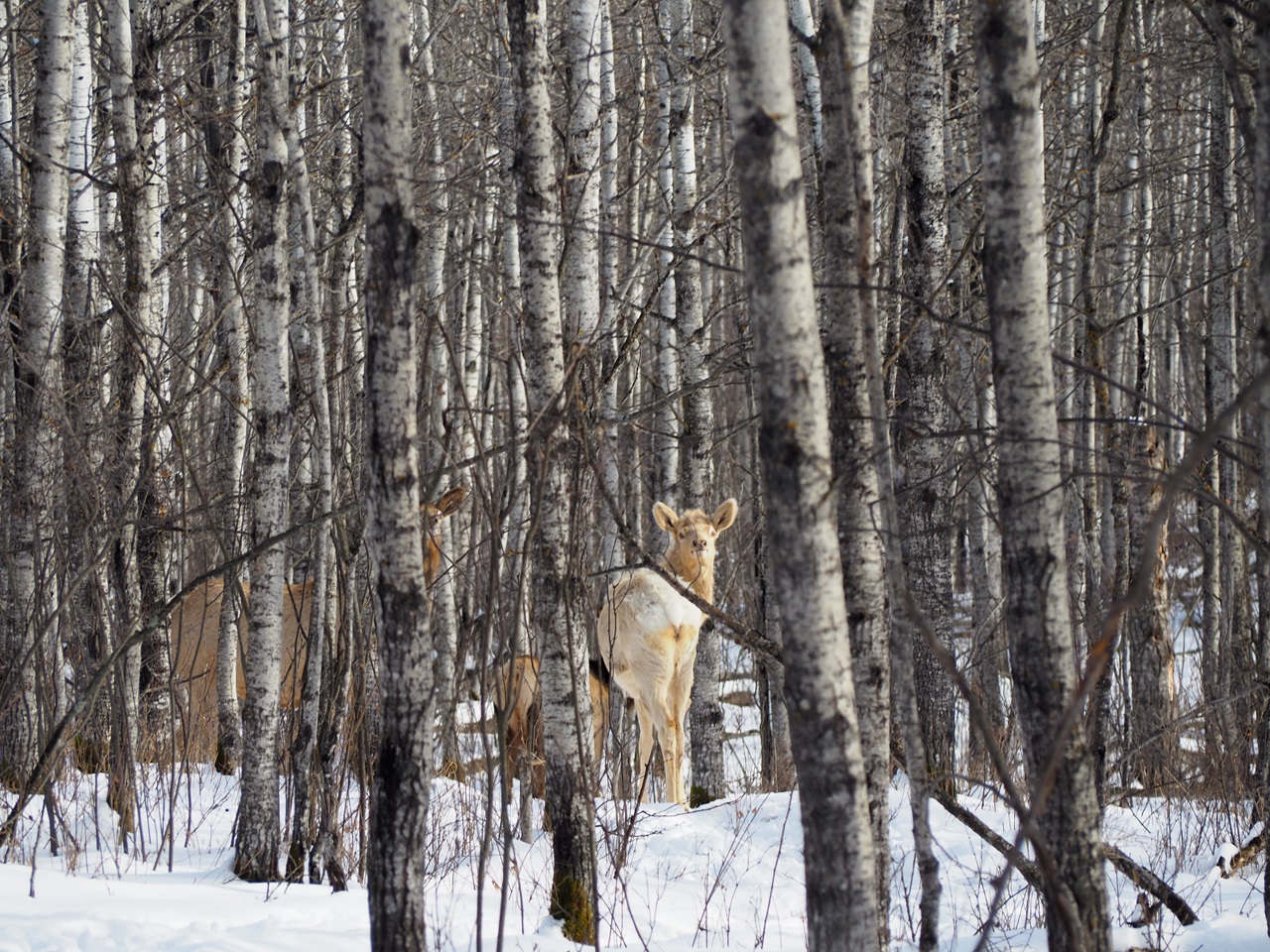 White Elk at the Métis  Crossing Wildlife Park SimergPhotos