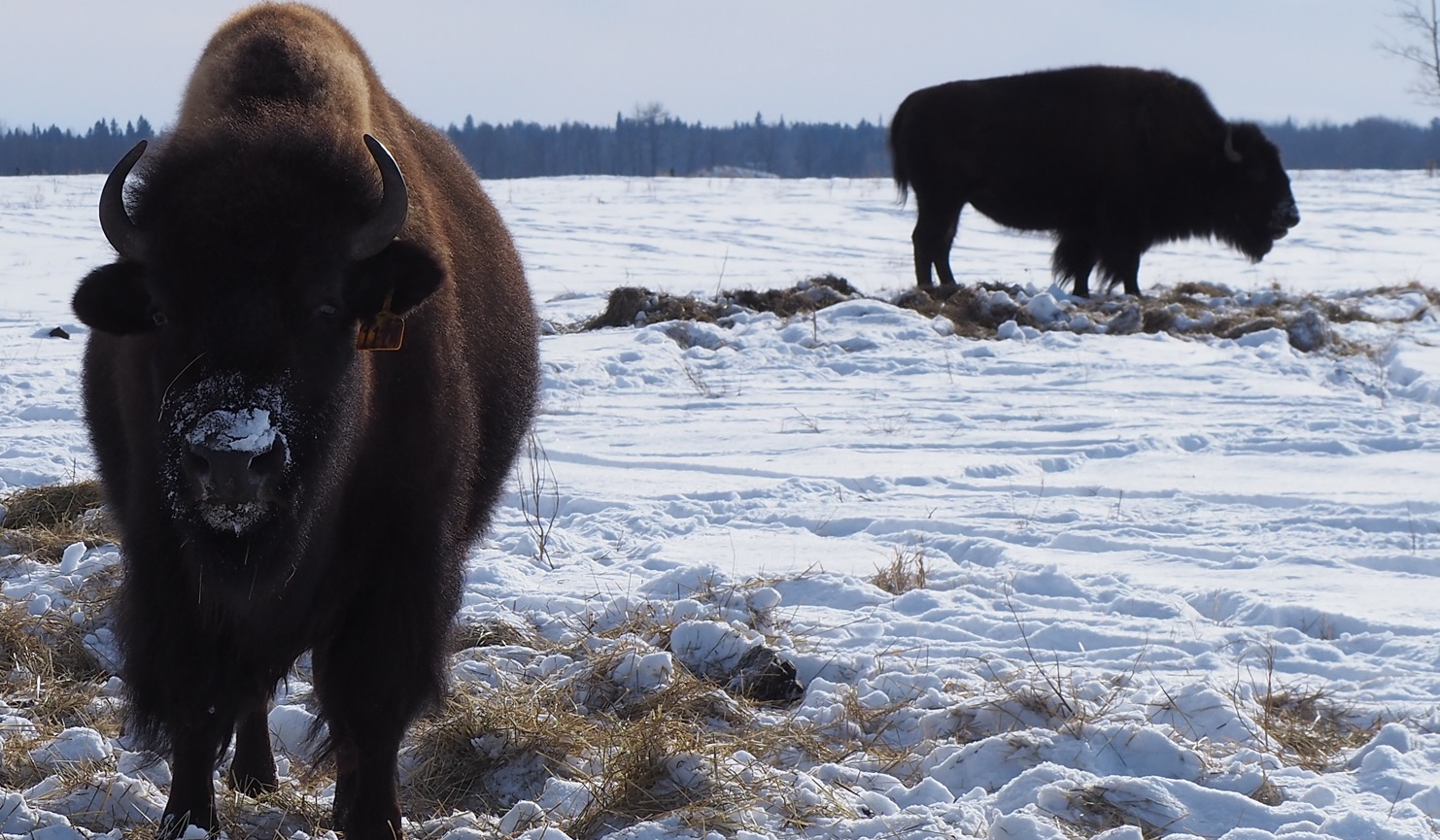 Plains Bison at the Métis  Crossing Wildlife Park
