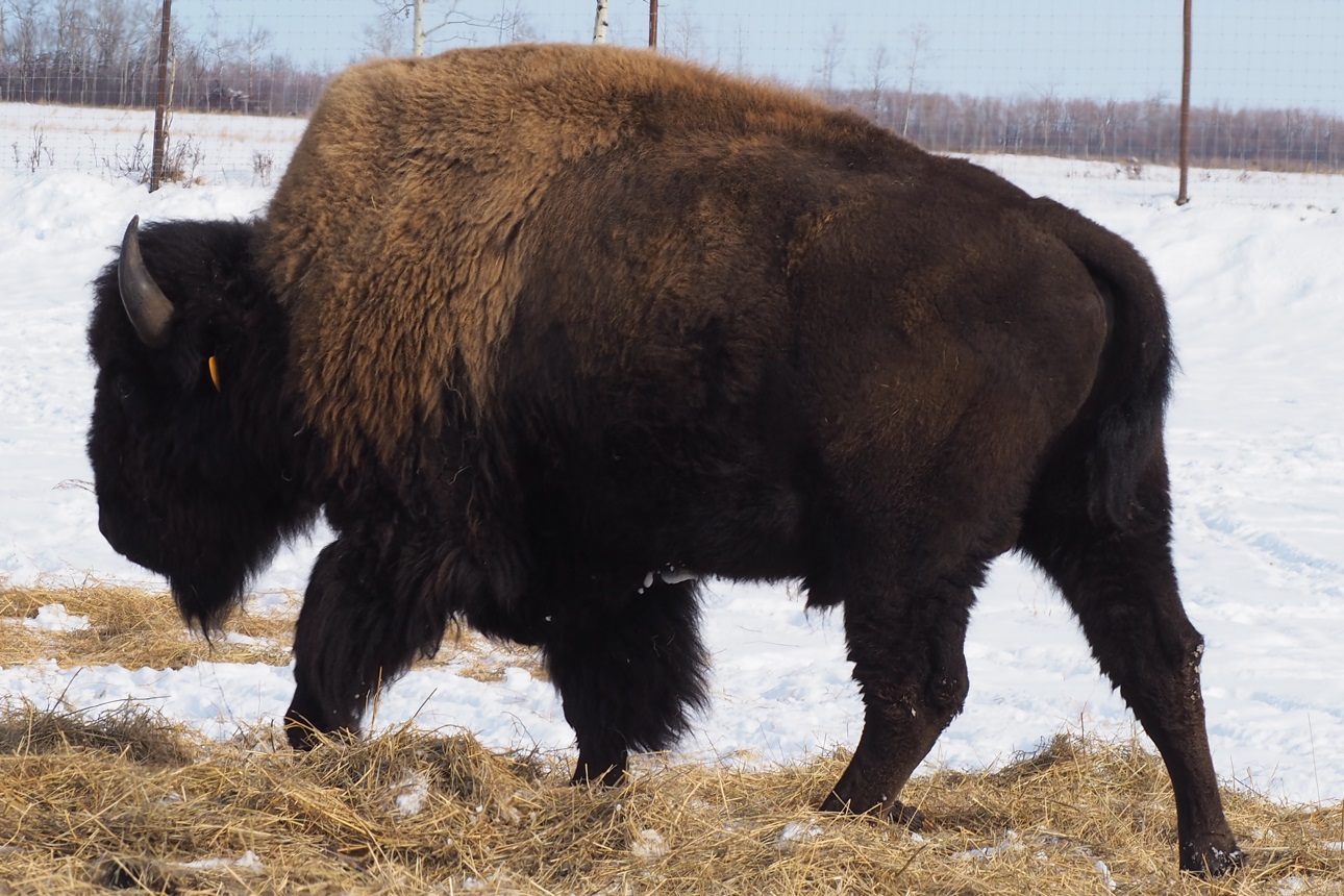 Plains Bison at the Métis  Crossing Wildlife Park