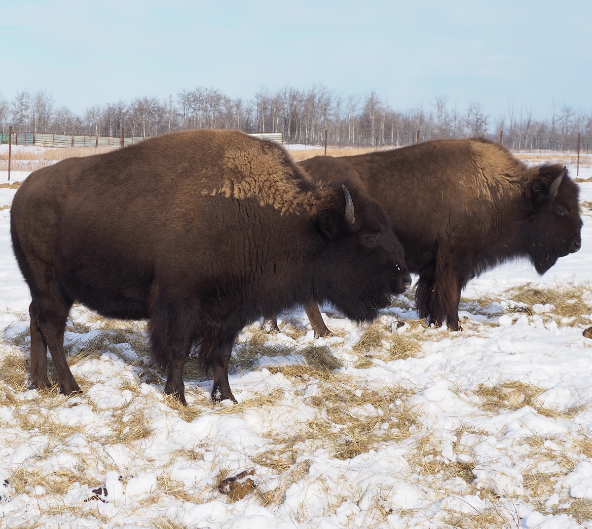 Plains Bison at the Métis  Crossing Wildlife Park