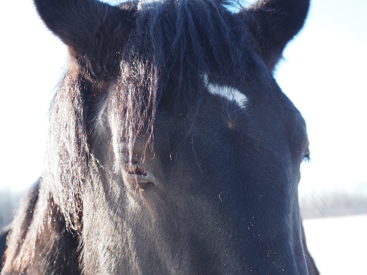 Percheron Horse at the Métis Crossing Wildlife Park, Simergphotos
