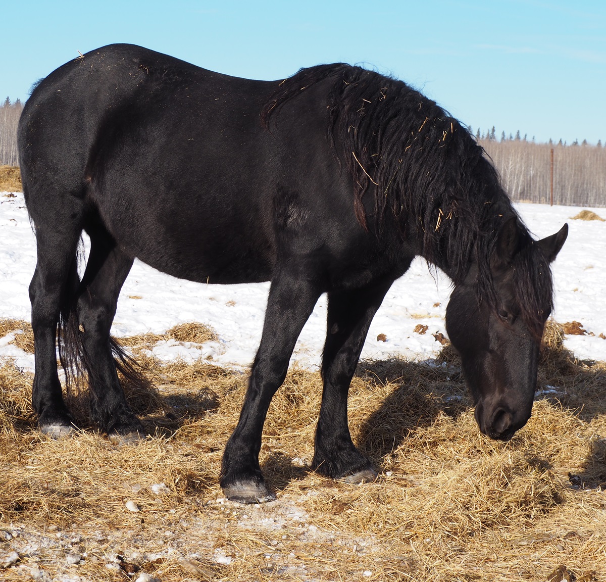 Percheron Horse at the Métis Crossing Wildlife Park, Simergphotos
