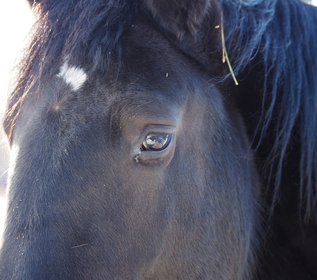 Percheron Horse at the Métis Crossing Wildlife Park, Simergphotos