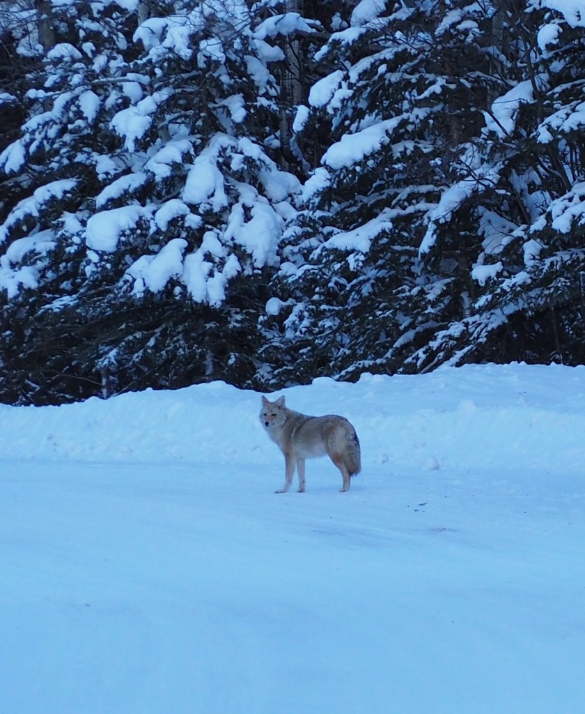 Banff National Park Winter 2023/24, Simerg Photos, Malik Merchant