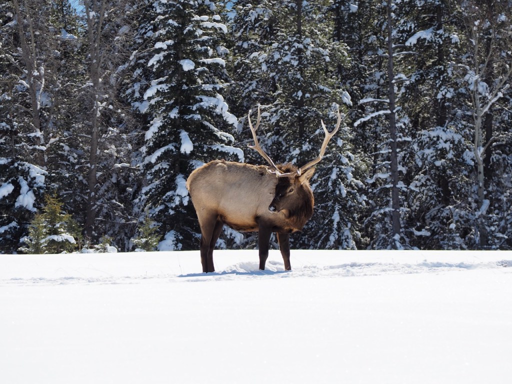 Banff National Park Winter 2023/24, Simerg Photos, Malik Merchant