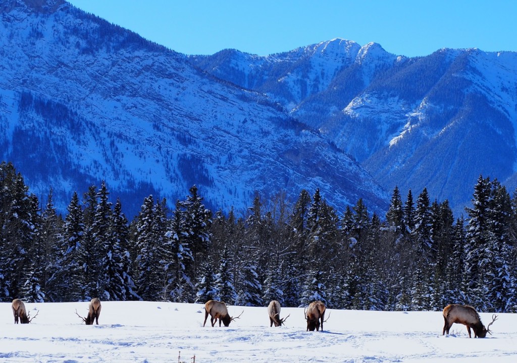 Banff National Park Winter 2023/24, Simerg Photos, Malik Merchant