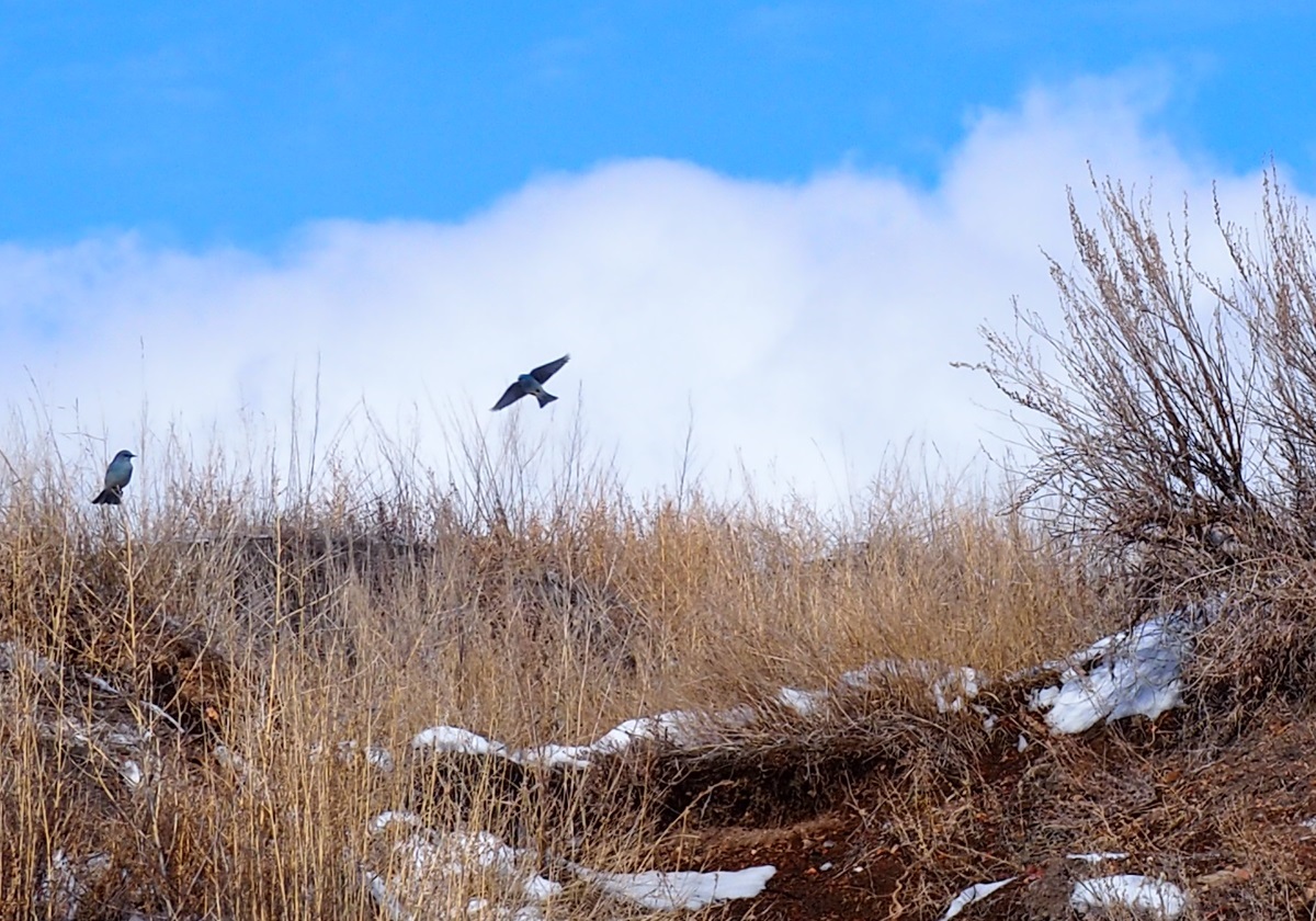 Beautiful Mountain Bluebirds near the Rosedale Suspension Bridge, Drumheller