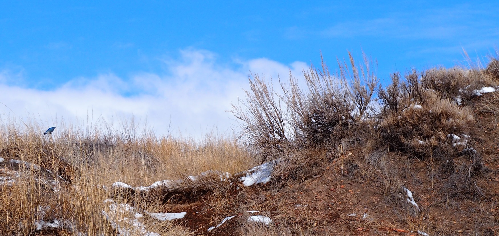 Mountain Bluebird Drumheller Rosedale