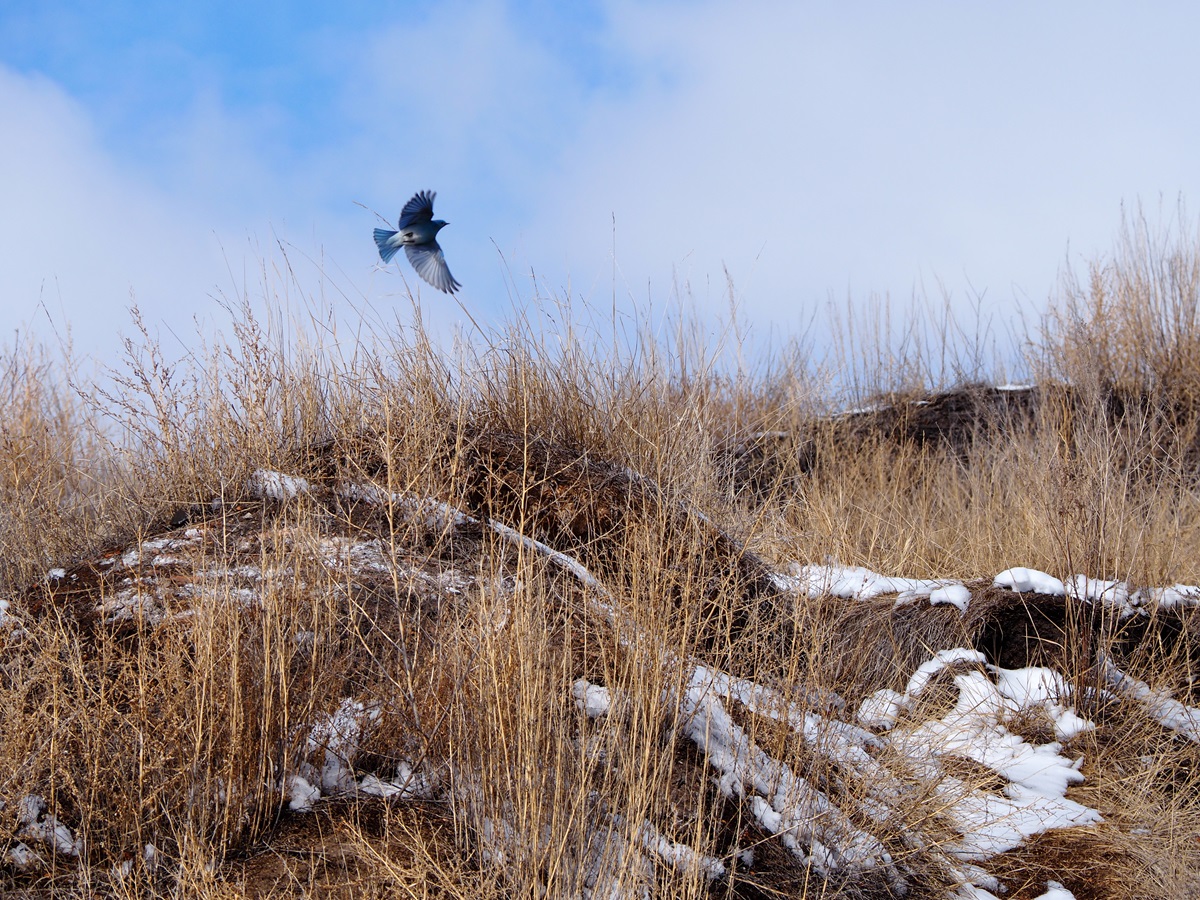 Mountain Bluebird Rosedale Syuspension Bridge Drumheller