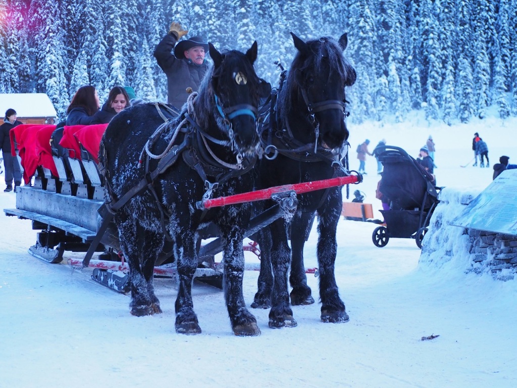 Horse sleigh ride Lake Louise, Banff National Park, malik Merchnat simerg