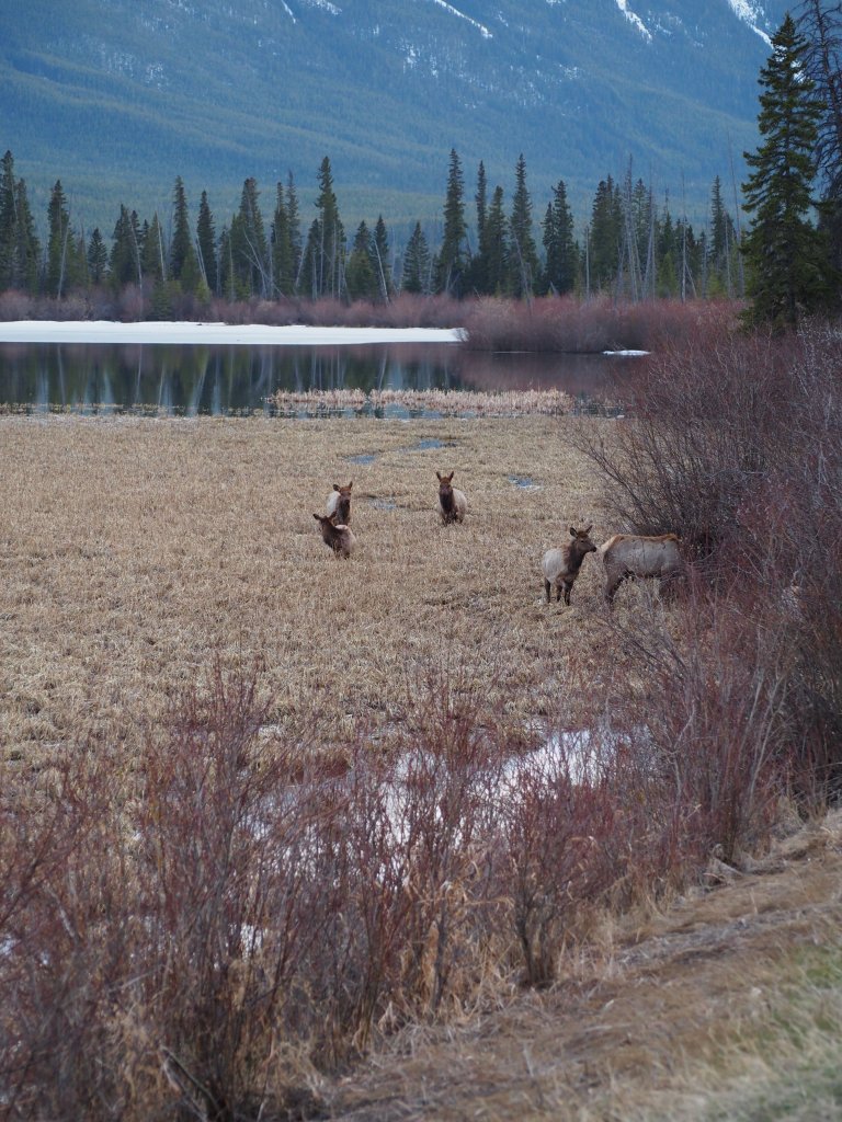 Elks Vermillion Lakes