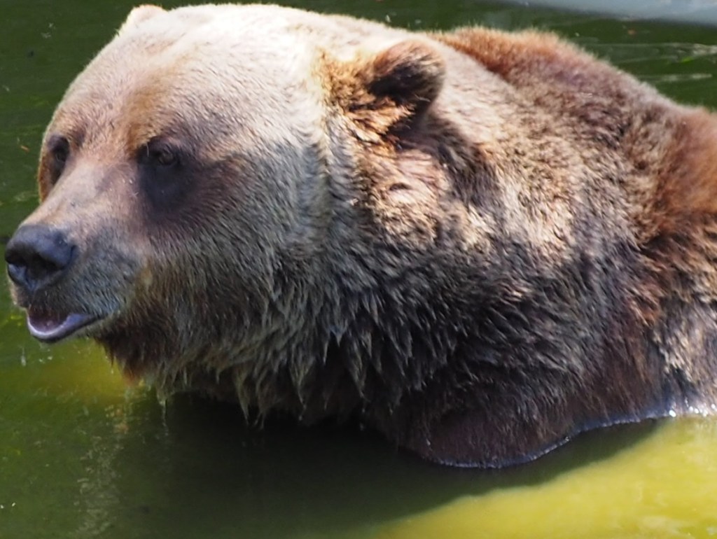 Boo, Grizzly Bear Refuge, Kicking Horse Resort,  Malik Merchant imergphotos travel