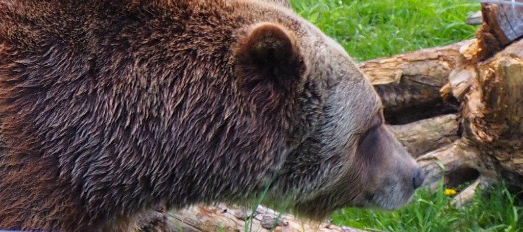 Boo, Grizzly Bear Refuge, Kicking Horse Resort,  Malik Merchant imergphotos travel