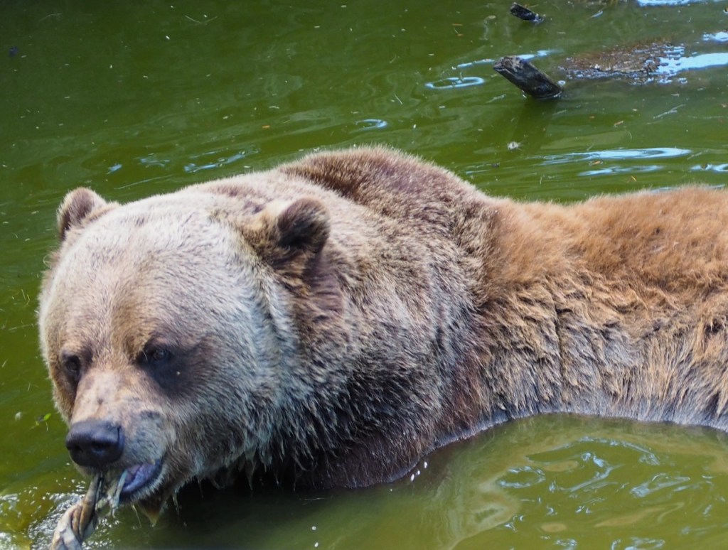 Boo feasting, Grizzly Bear Refuge, Kicking Horse Resort, Golden, BC, June 19-21, 2024. Photograph: Malik Merchant/Simerg Photos.
