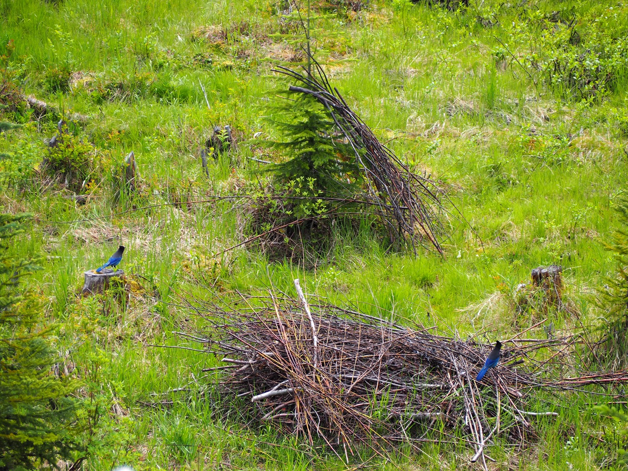 stellar jays  Grizzly Bear Refuge, Kicking Horse Resort simerg photos malik merchant