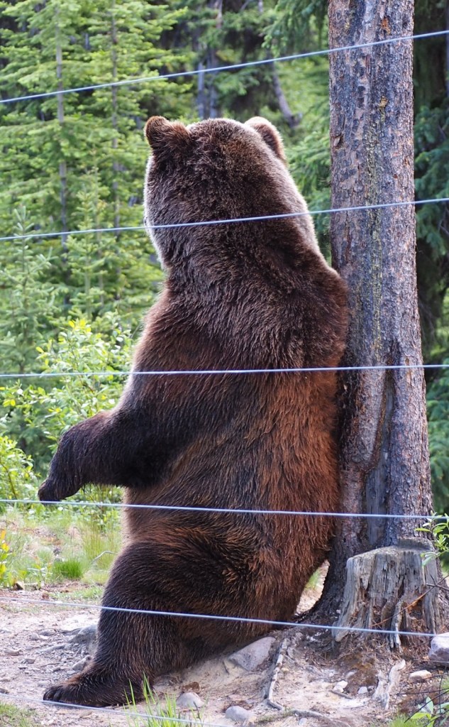 Boo, Grizzly Bear Refuge, Kicking Horse Resort,  Malik Merchant imergphotos travel