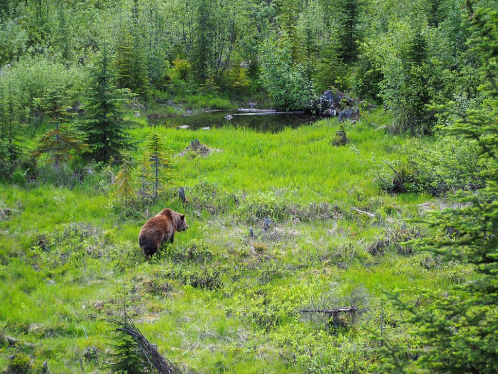 Boo, Grizzly Bear Refuge, Kicking Horse Resort,  Malik Merchant imergphotos travel