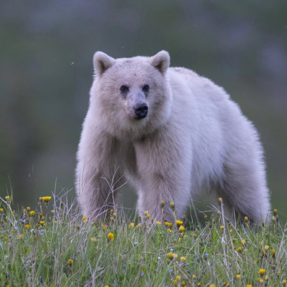 Nakoda white grizzly killed in accident