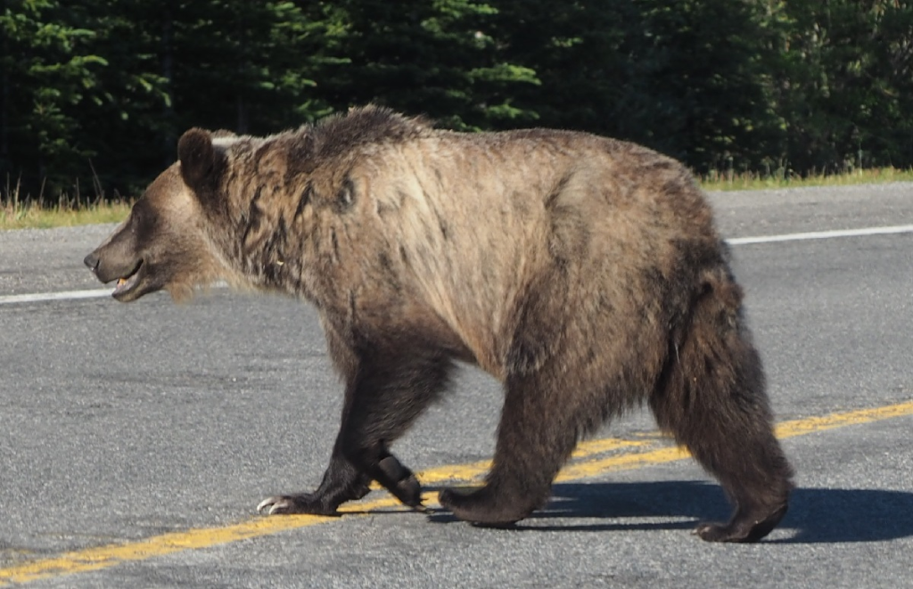 Grizzly, crossing Hwy 40 (Kananaskis Trail), near Highwood Pass,