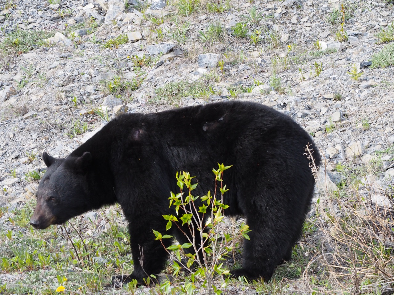 Black Bear, Icefields Parkway, May 25, 2024