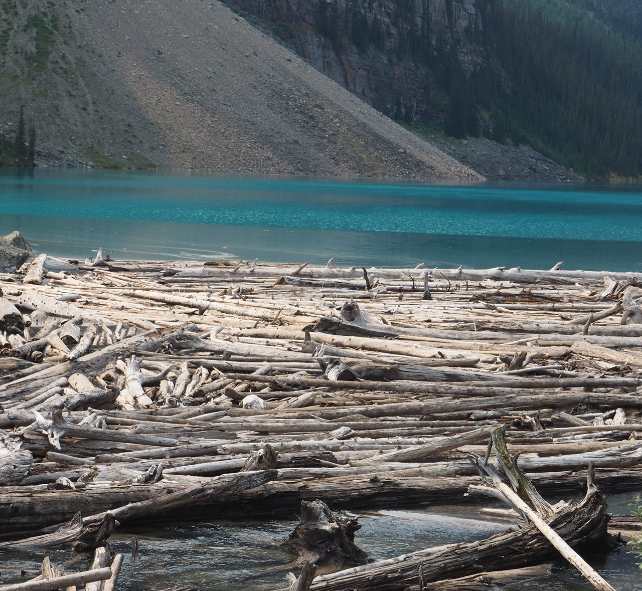 Old Logs on Moraine Lake