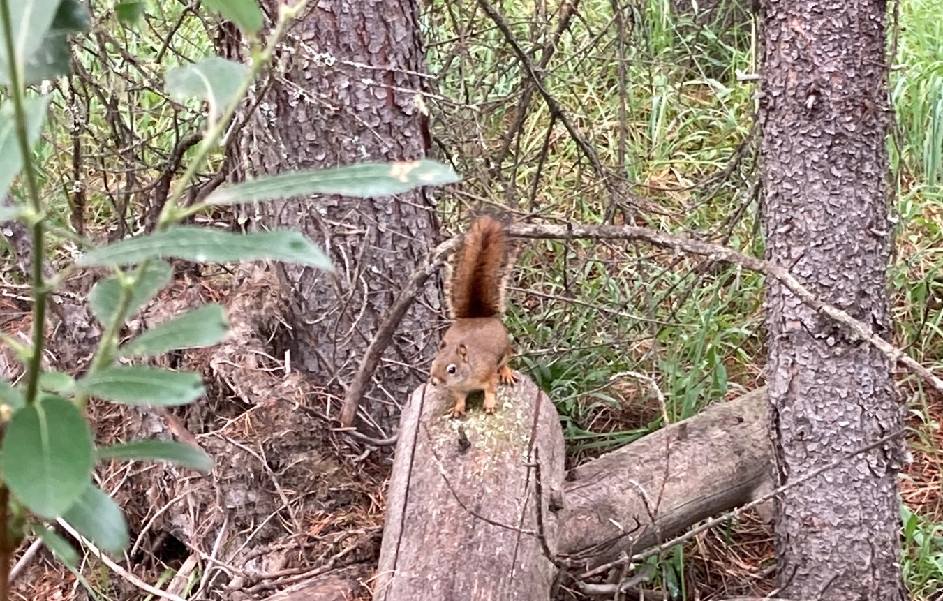 chipmunk banff national park