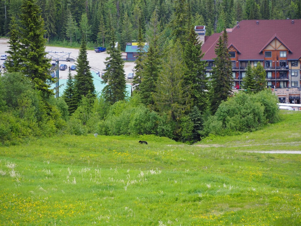 Black bear Kicking Horse Resort Golden, simergphotos, malik merchant