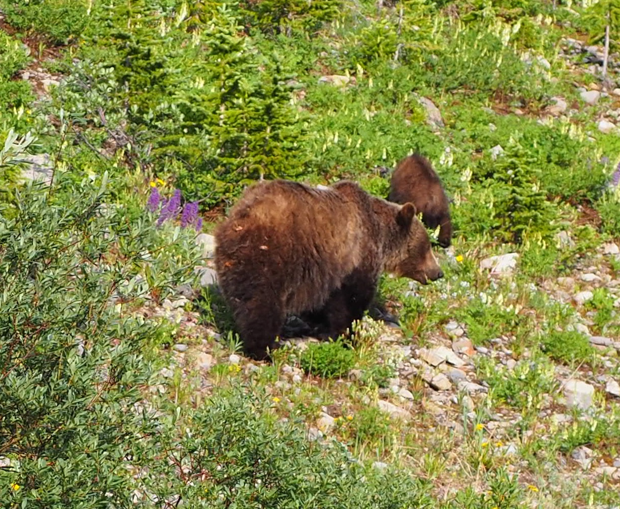 Travel Kananaskis Country Highwood Pass