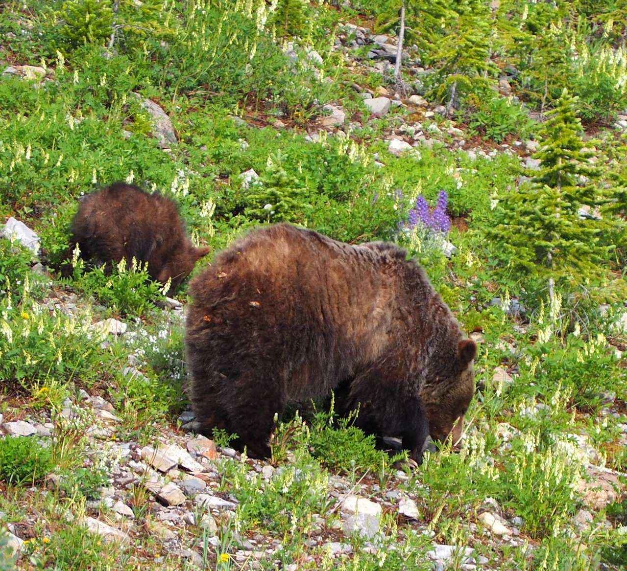 Travel Grizzlies, Highwood Pass, Hwy 40, Kananaskis Country, Alberta, July 13, 2024.